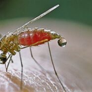 Памятка «Что надо знать о малярии».